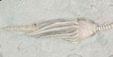 Macrocrinus Crinoid With Anal Tube - Indiana #48399-2